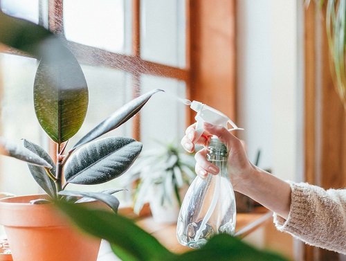 Use Epsom Salt for Any Houseplant3