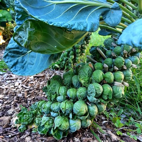 Shade-Growing Vegetables2