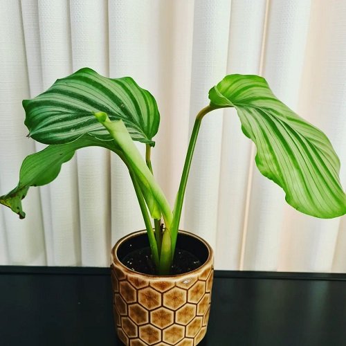 Big Calathea Orbifolia grow by big specimen