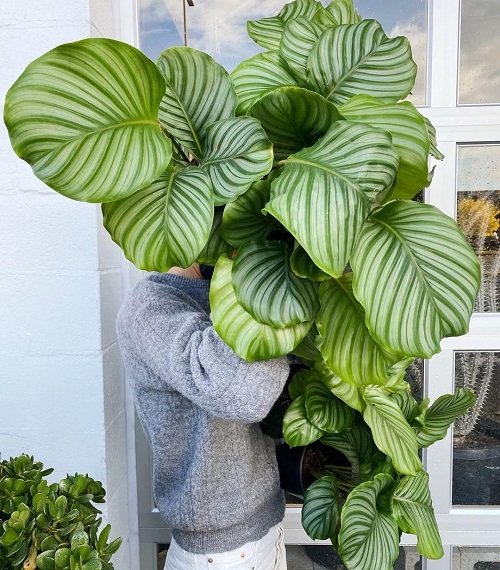 Big Calathea Orbifolia grow in good sunlight