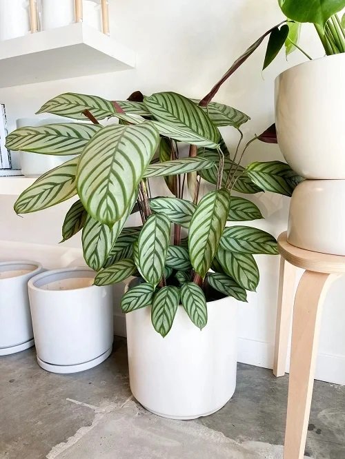 Calathea plant in white pot near wall