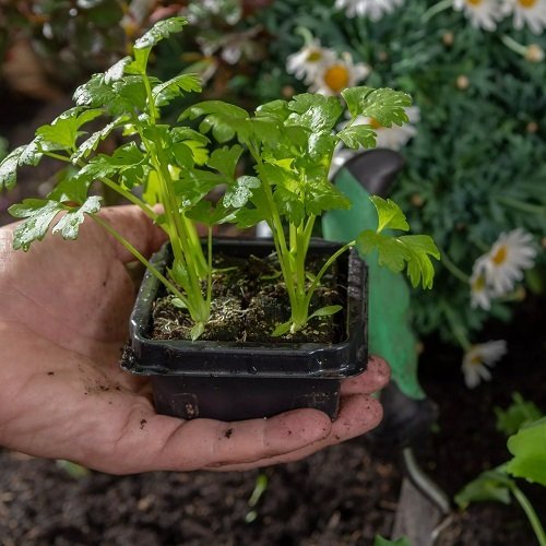 Vegetables that Grow in Shade1