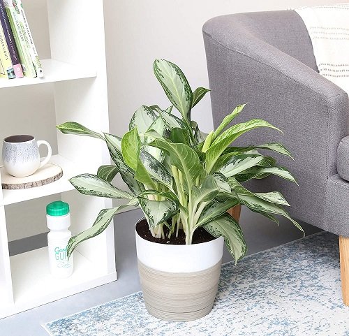 Chinese Evergreen pot near sofa