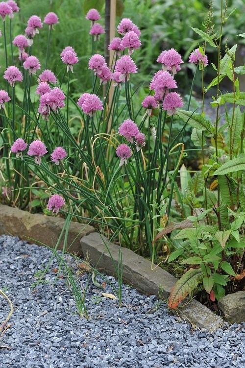 chives Companion Plants for Okra 