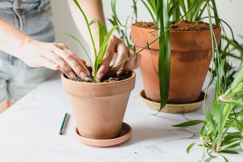 spider plant That Grow Best From Division