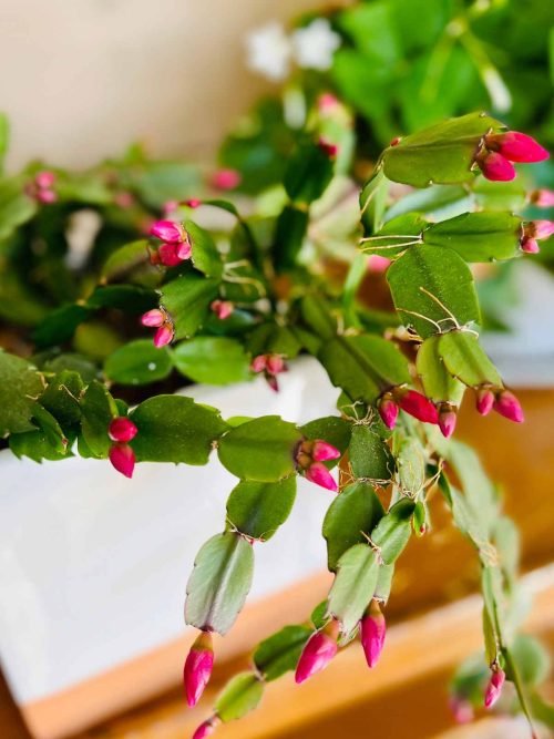 Ways to Propagate Christmas Cactus 2