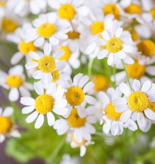 Chrysanthemum as a natural pesticides for garden