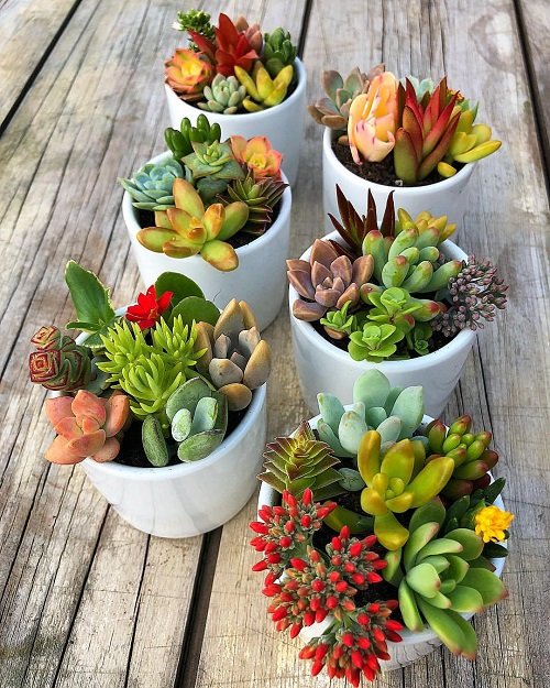 Secret Hacks for Colorful Succulents 2