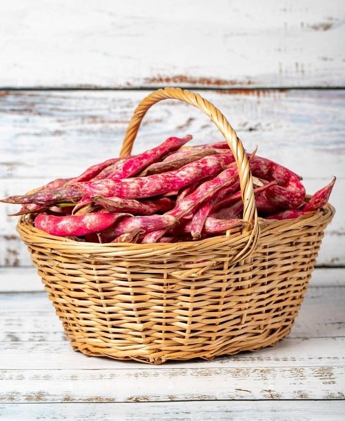 Growing pinto beans