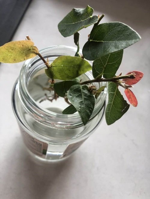 Creeping Fig You Can Grow in Glass Bowls