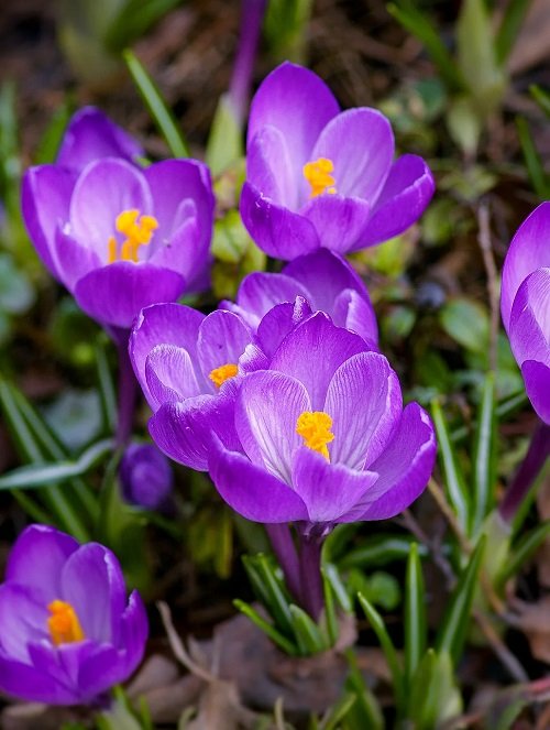 best Purple Spring Flowers