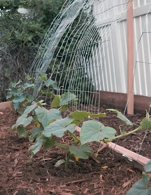 Grow Cucumbers Like An Established Gardener