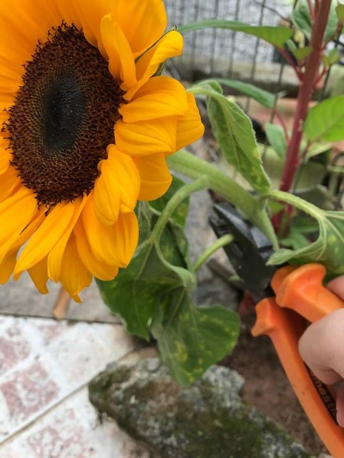 Deadhead Sunflowers