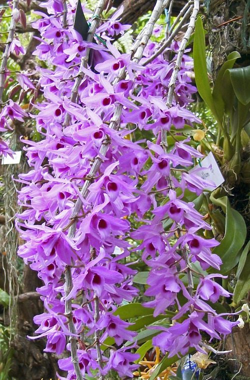 Fragrant Hawaiian Flowers 11