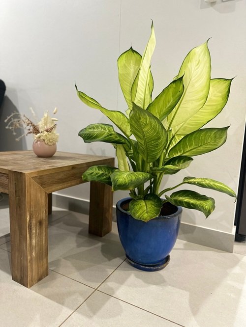 Dumb Cane Houseplants for Where Sun Doesn't Shine