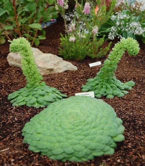 Dinner Plate Aeonium plant in garden