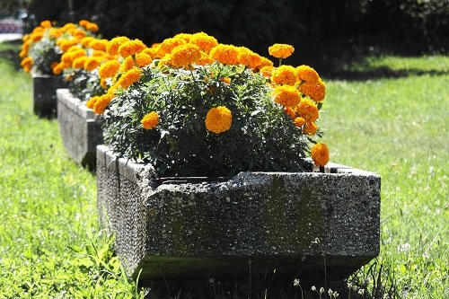 growing marigolds 2