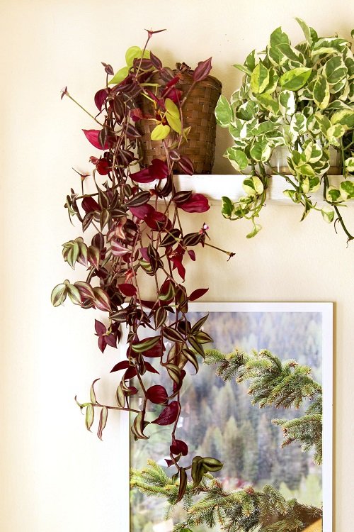 Different Ways to Grow Wandering Jew Indoors 3