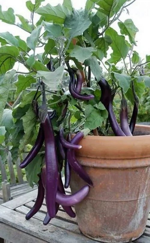 Rosemary Companion Plants eggplant