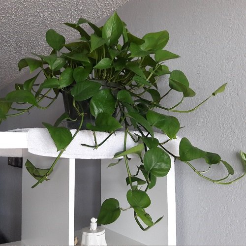 pothos Houseplants for Where Sun Doesn't Shine