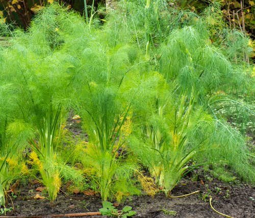 Companion Plants with Rosemary fennel