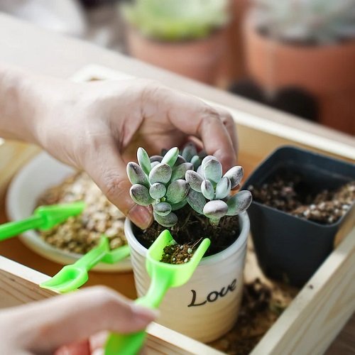 Secret Hacks for Colorful Succulents 11