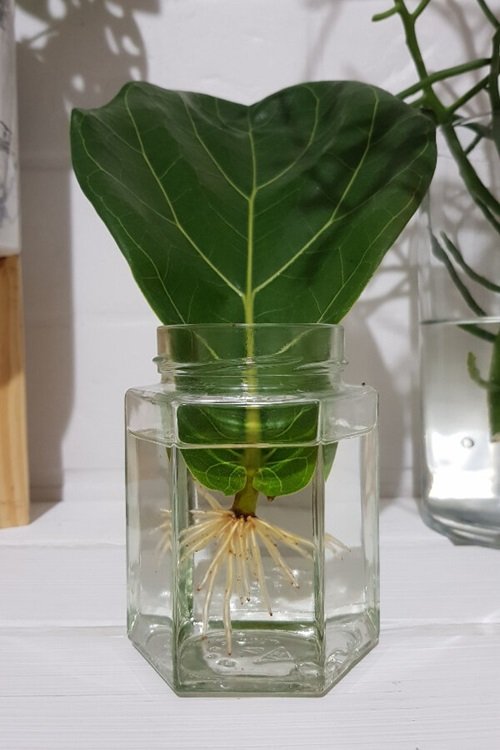 Fiddle Leaf Fig sngle leaf propagation