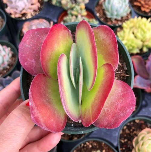 Tiny Flapjack succulent in a Pot