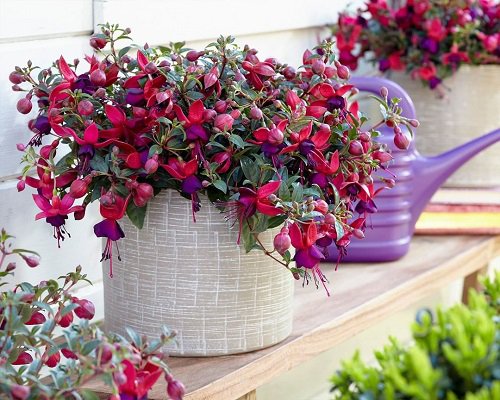 Fuchsia Plant indoor