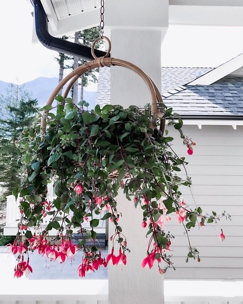 Fuchsia indoor Plant Care