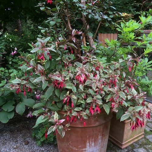Best Fuchsia Varieties 11