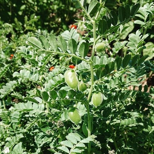 Growing Garbanzo Beans