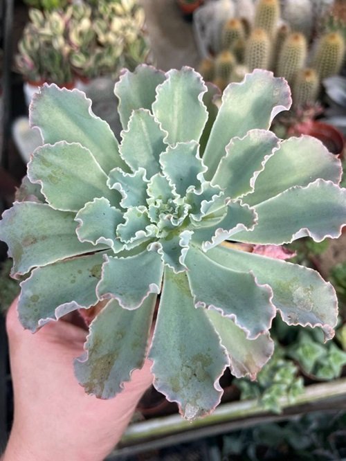 Giant Blue Echeveria pot holding in hand