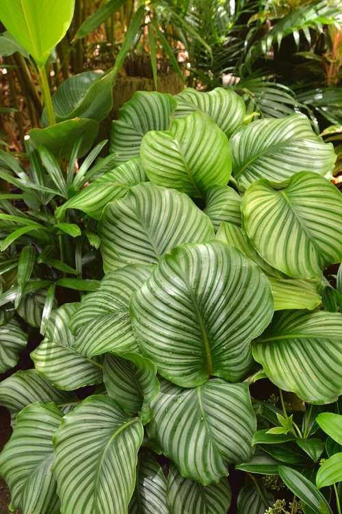 Big Calathea Orbifolia grow in right humidity