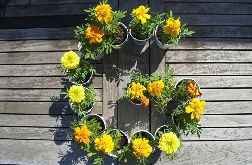 Ideas To Grow Marigolds 12