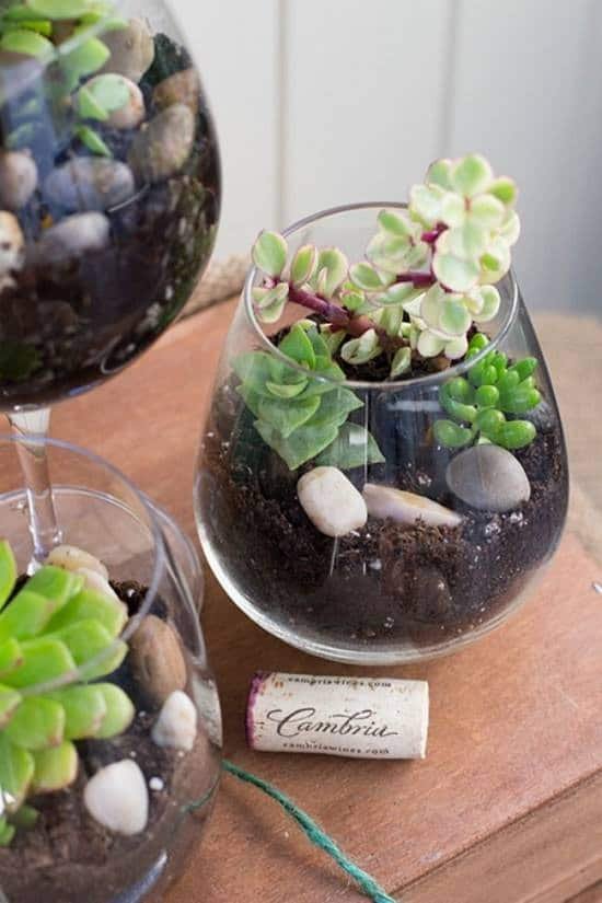 Grow Them in MIni Wine Glasses