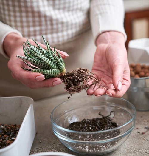 Haworthia That Grow Best From Division