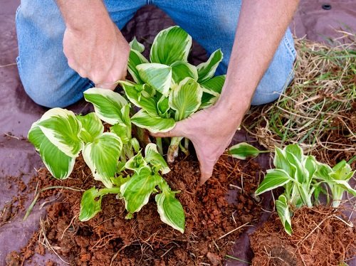 hostas That Grow Best From Division