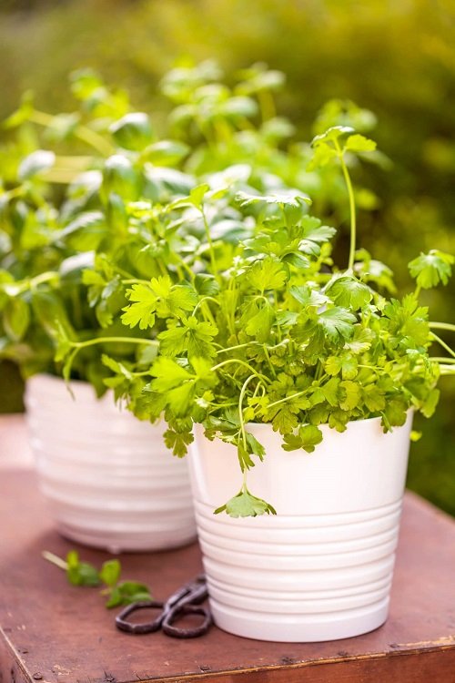 How to Grow Cilantro Indoors 7