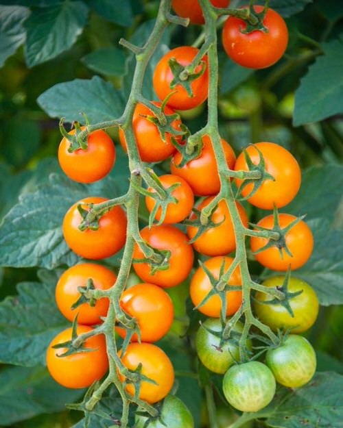 How to Grow so Many Tomatoes in so Little Space