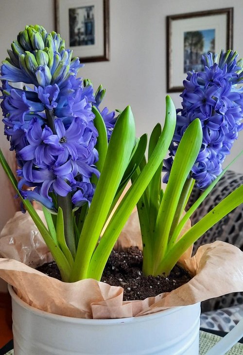 best Purple Spring Flowers indoor