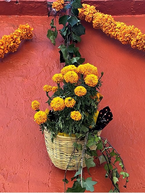 Ideas To Grow Marigolds 3