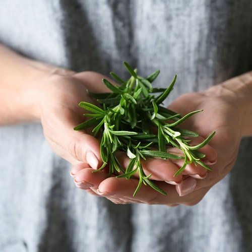 Rosemary Plant in Home 3