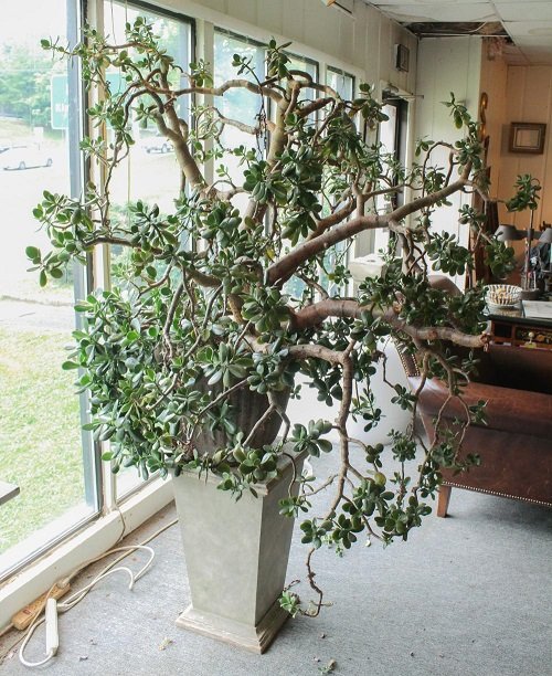 Pruning a Jade Plant 2