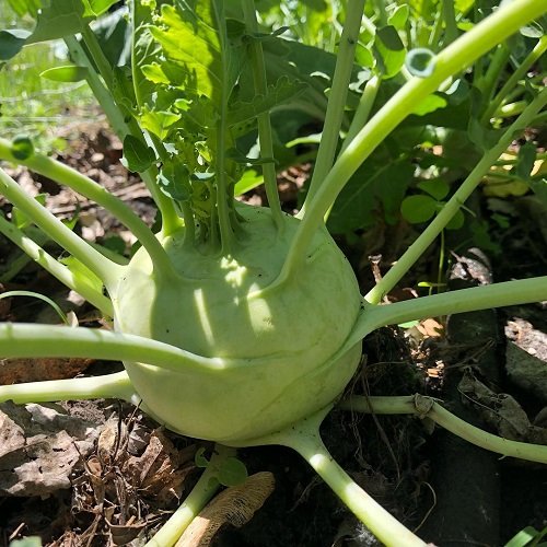 Vegetables that Grow in Shade4