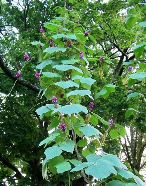 Plants with Three Leaves 13