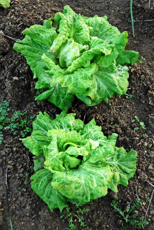 lettuce Companion for Okra 