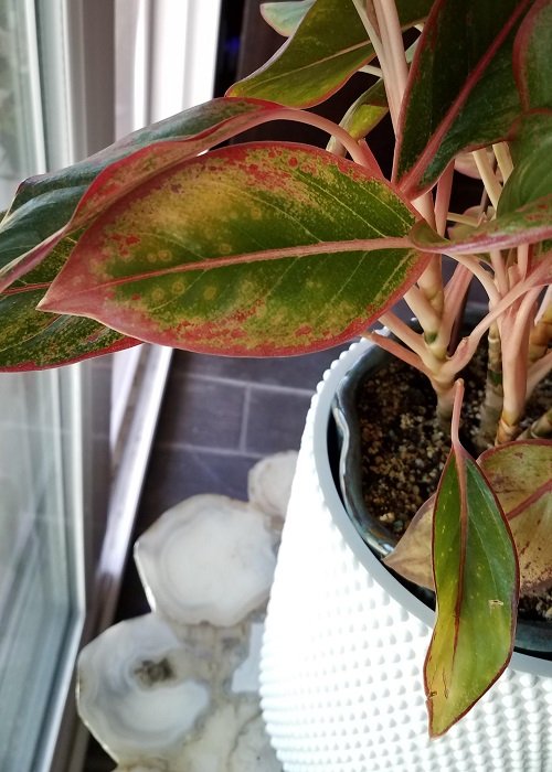 Frustrating Aglaonema Problems2