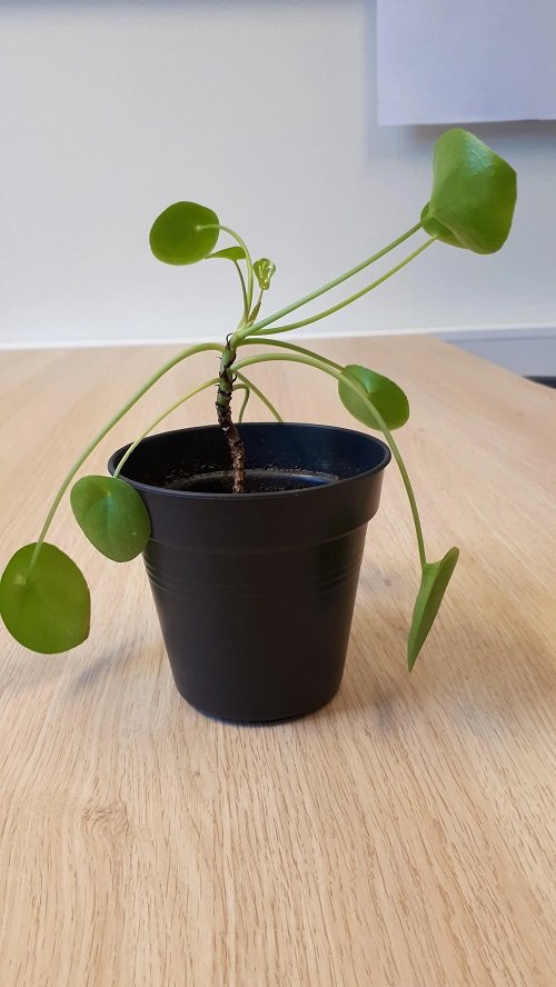 Fix Leggy Pilea 3