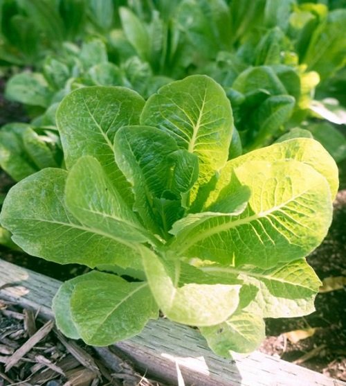 Vegetables that Grow in Shade 